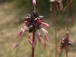 Backlök (Allium oleraceum). Blomställning med groddknoppar (förväxlingsart).